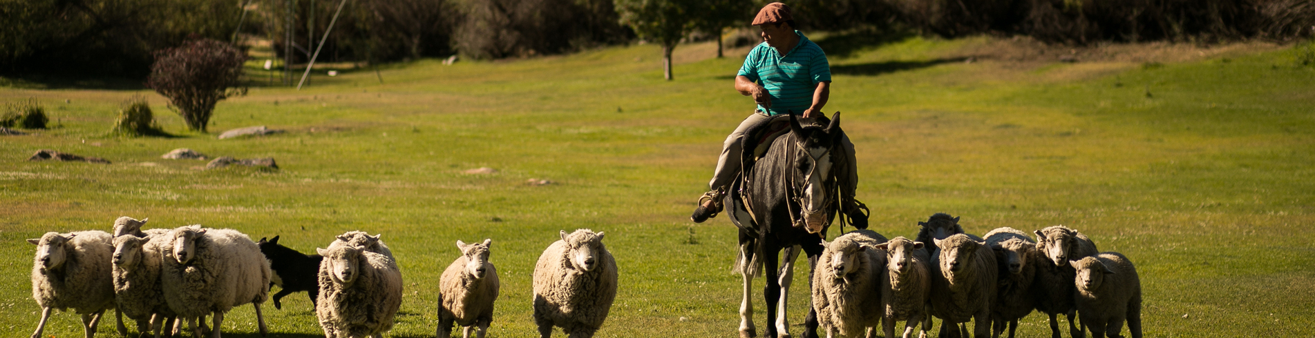 ESTANCIA 25 DE MAYO CON CENA SHOW