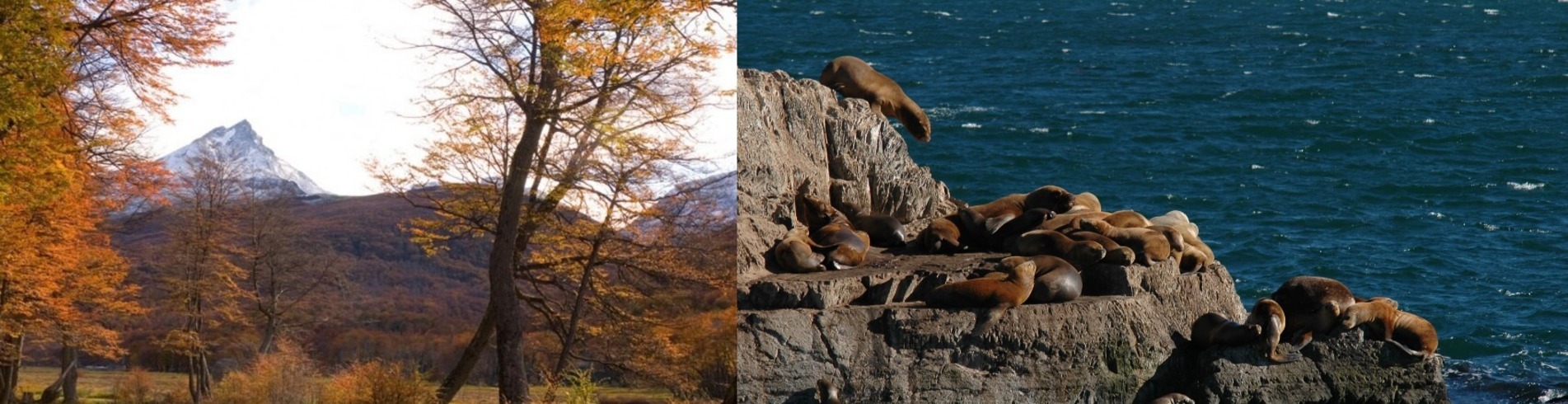 PROMO: PARQUE NACIONAL + NAVEGACION LOBOS